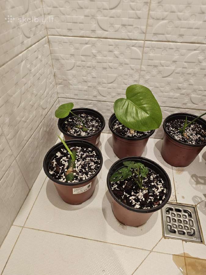 Monstera deliciosa ir adansonii - nuotraukos Nr. 3