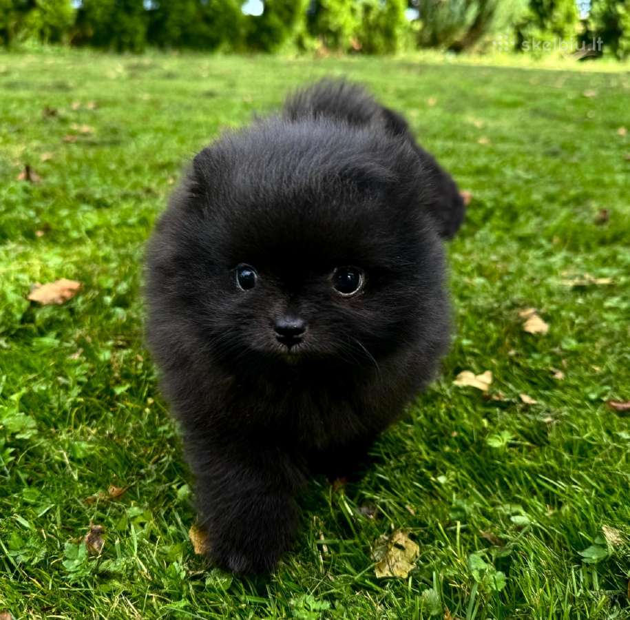 Mini pomeranijos špiciukės - nuotraukos Nr. 2