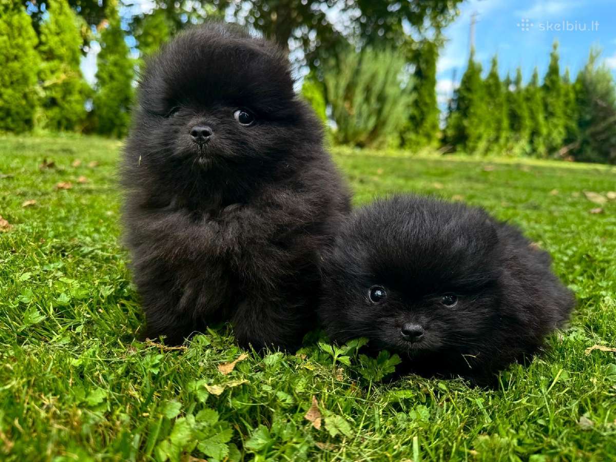 Mini pomeranijos špiciukės - nuotraukos Nr. 3
