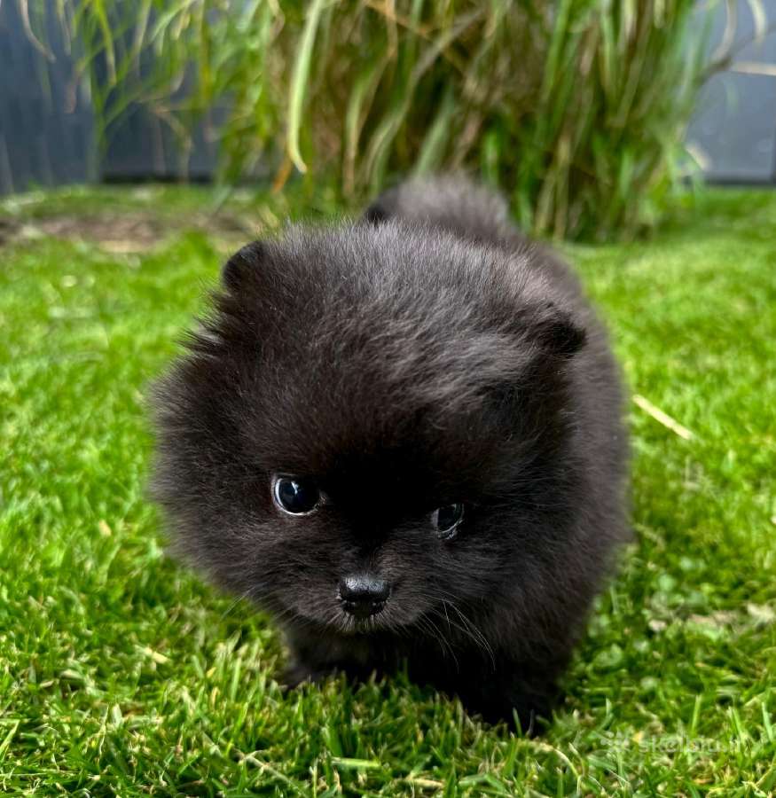Mini pomeranijos špiciukės - nuotraukos Nr. 4
