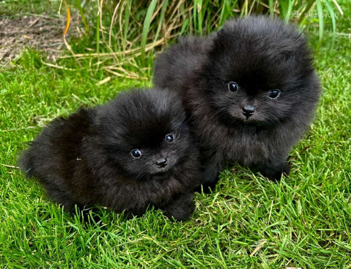 Mini pomeranijos špiciukės - nuotraukos Nr. 5