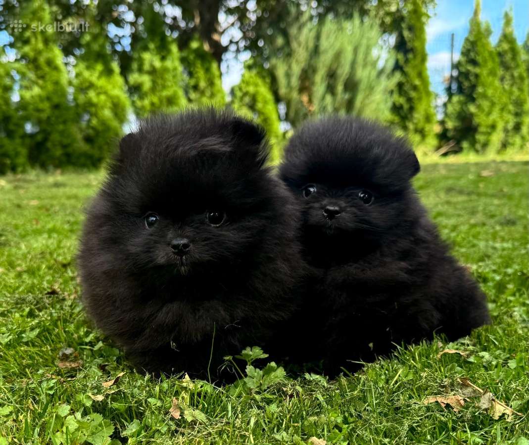 Mini pomeranijos špiciukės - nuotraukos Nr. 6