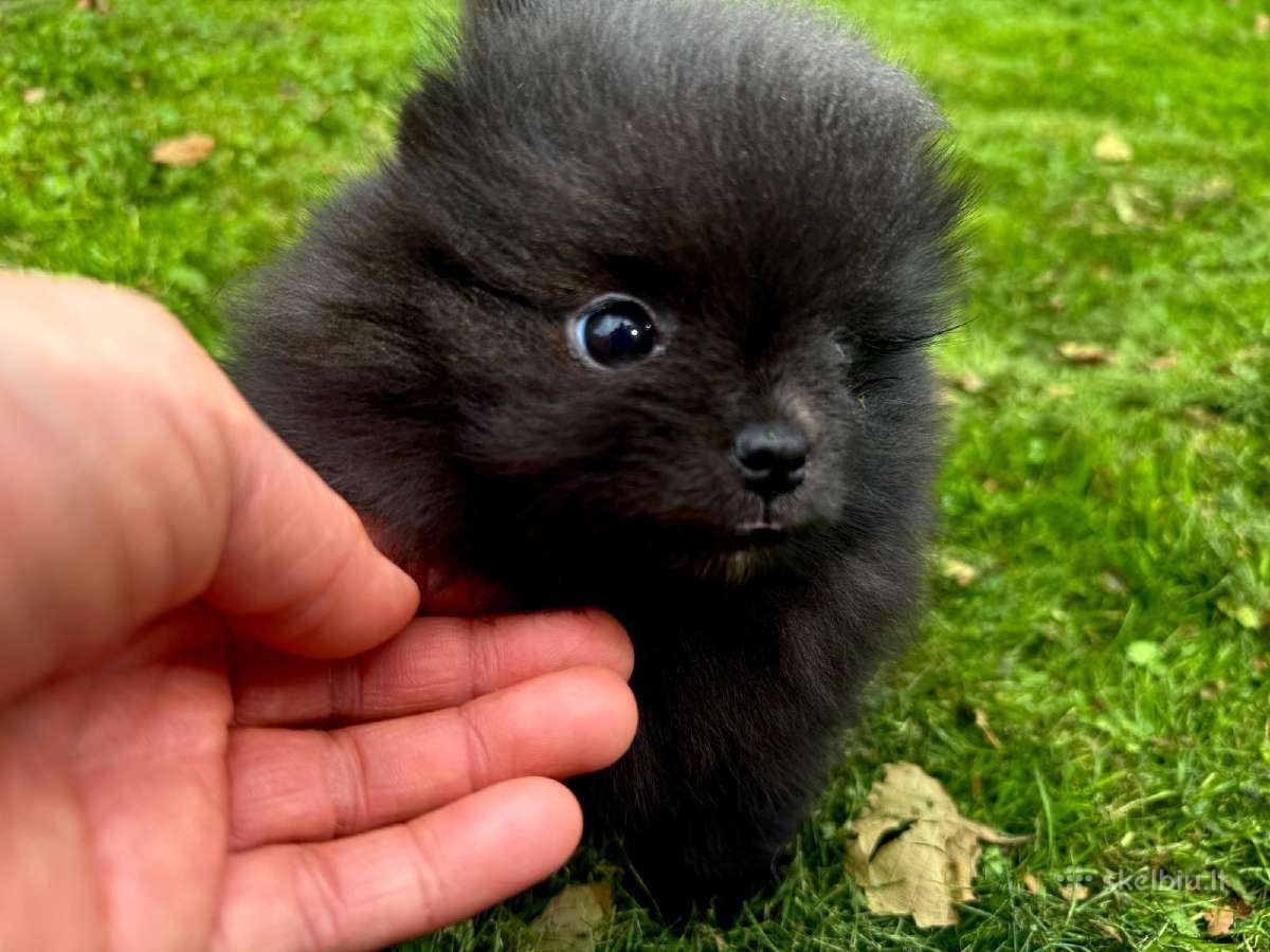 Mini pomeranijos špiciukės - nuotraukos Nr. 7