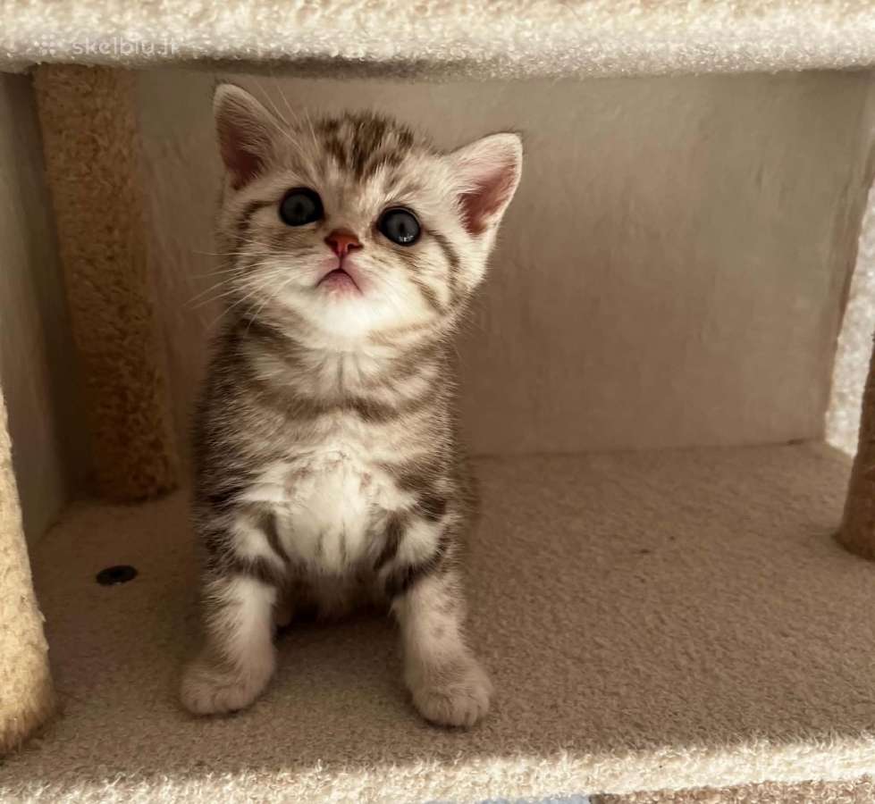 Britų kačiukai – Brown ir Silver Tabby - nuotraukos Nr. 2