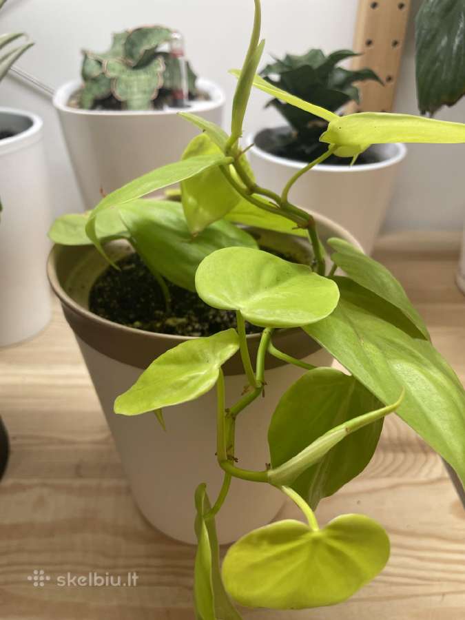 Philodendron Scandens 'Lemon Lime' - nuotraukos Nr. 4