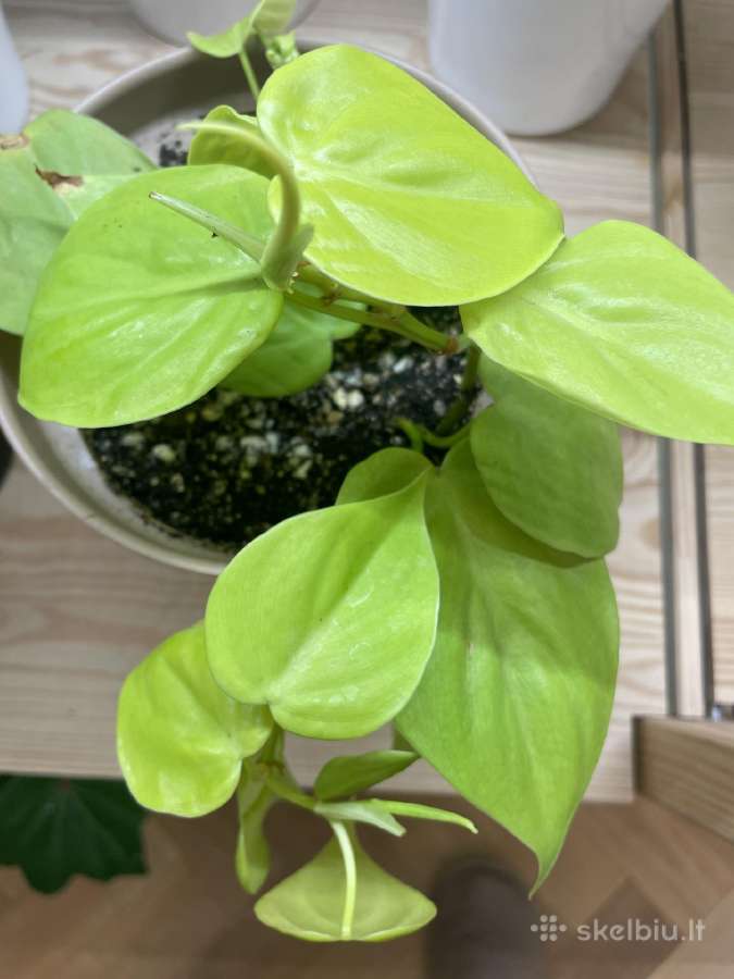 Philodendron Scandens 'Lemon Lime' - nuotraukos Nr. 5