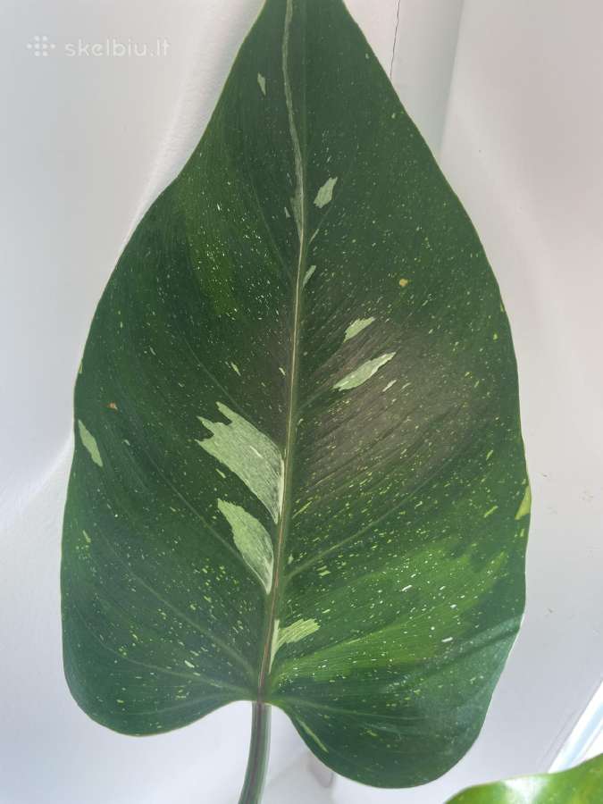 Philodendron White Wizard - nuotraukos Nr. 2