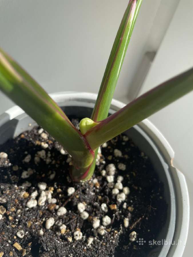 Philodendron White Wizard - nuotraukos Nr. 3