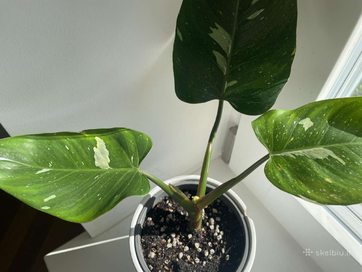 Philodendron White Wizard - nuotraukos Nr. 4