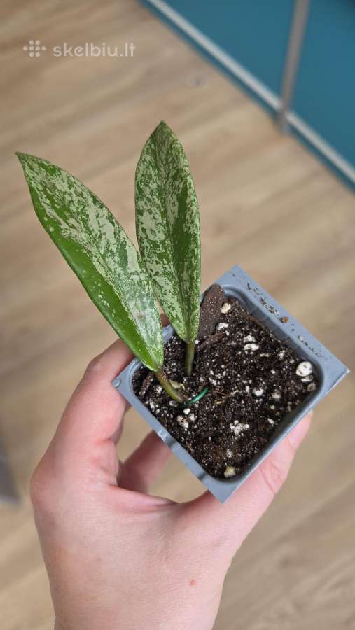 Hoya - vaškuolės - nuotraukos Nr. 3