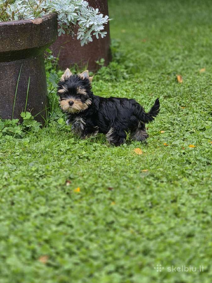 Kilminga jorksyro terjerų vada - nuotraukos Nr. 7