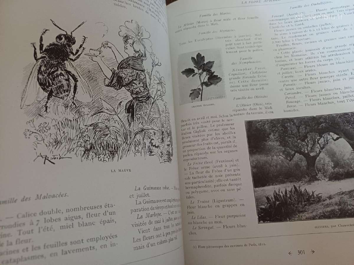 Parduodu knyga,1931m apie bites.paris - nuotraukos Nr. 34