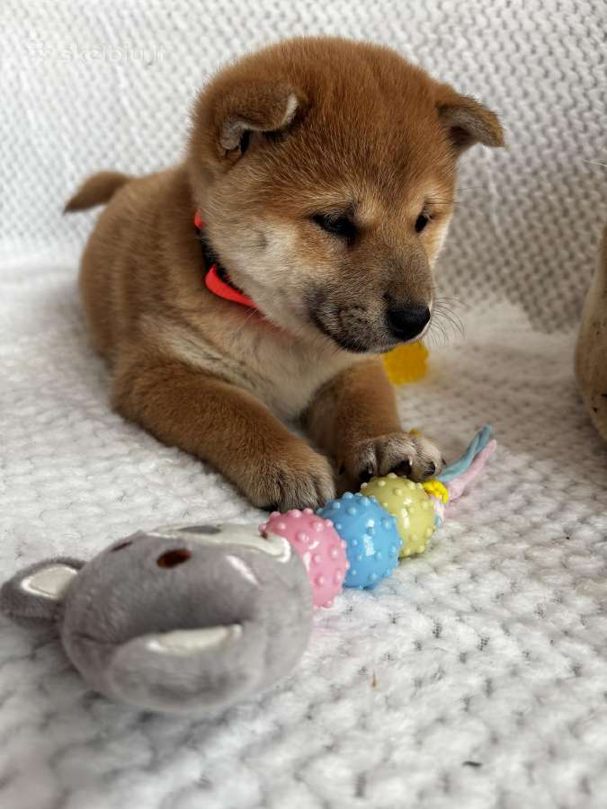 Shiba - nuotraukos Nr. 7