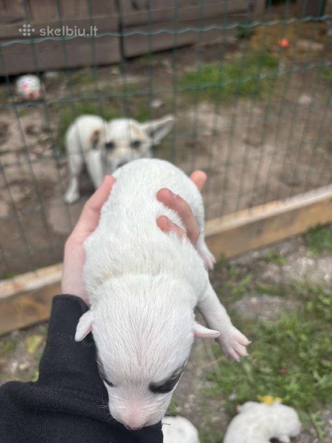 Dovanojam šuniukus 1 mergyte ir 2 berniukai - nuotraukos Nr. 6