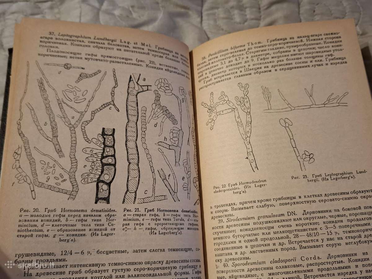 Medienos pamėlynavimas - nuotraukos Nr. 14