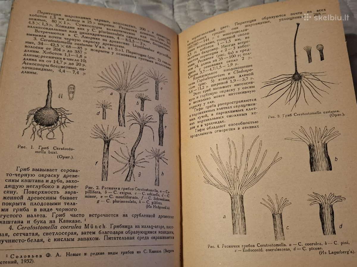 Medienos pamėlynavimas - nuotraukos Nr. 16