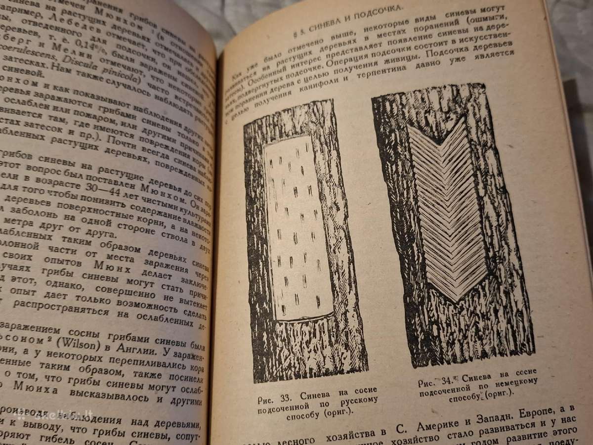 Medienos pamėlynavimas - nuotraukos Nr. 17