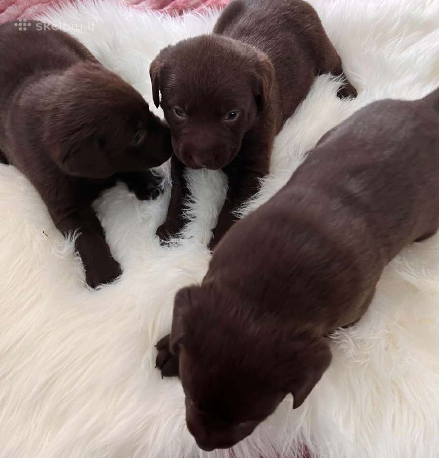 Parduodami Labradoro retriveriai. - nuotraukos Nr. 3