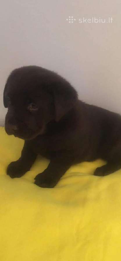 Rezervuojami Šokaladiniai Labradoro retriveriai. - nuotraukos Nr. 2