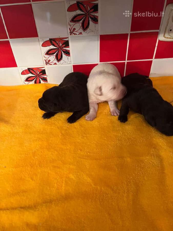 Rezervuojami Šokaladiniai Labradoro retriveriai. - nuotraukos Nr. 3