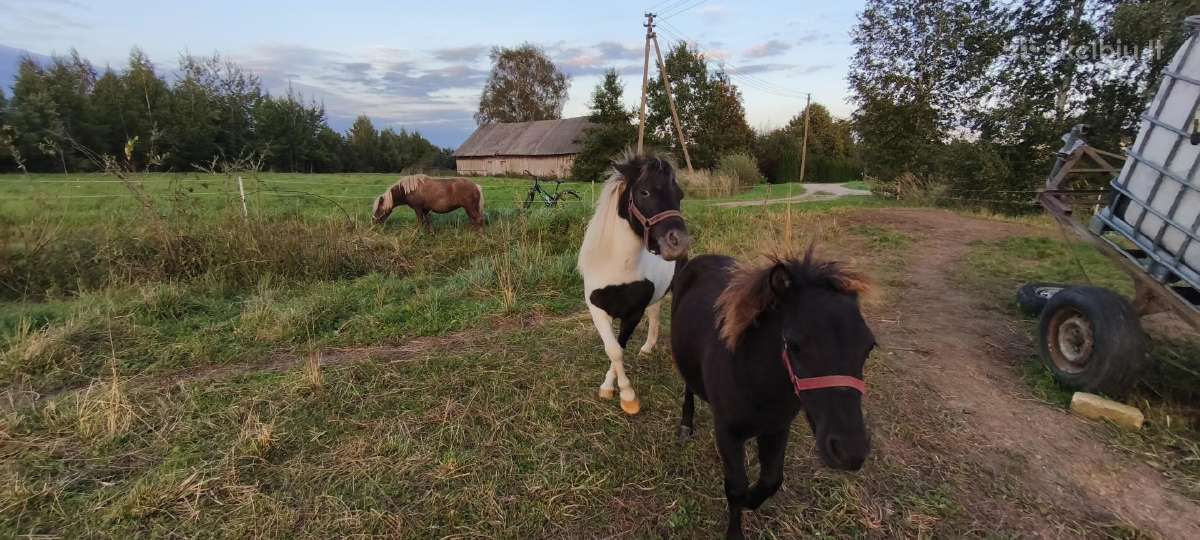 Poniai - nuotraukos Nr. 4