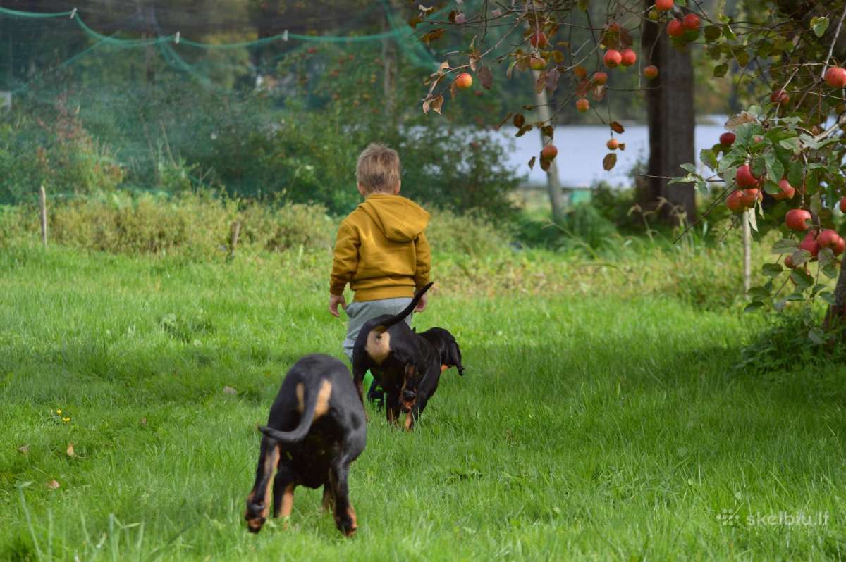 Lietuvių skalikai - nuotraukos Nr. 3