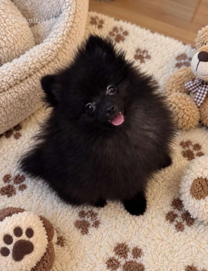 Vokiečiu nykštukiniai špicai pomeranian - nuotraukos Nr. 4