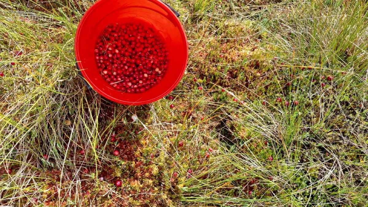 Šviežiai rinktos spanguolės – 5 €/litras - nuotraukos Nr. 2