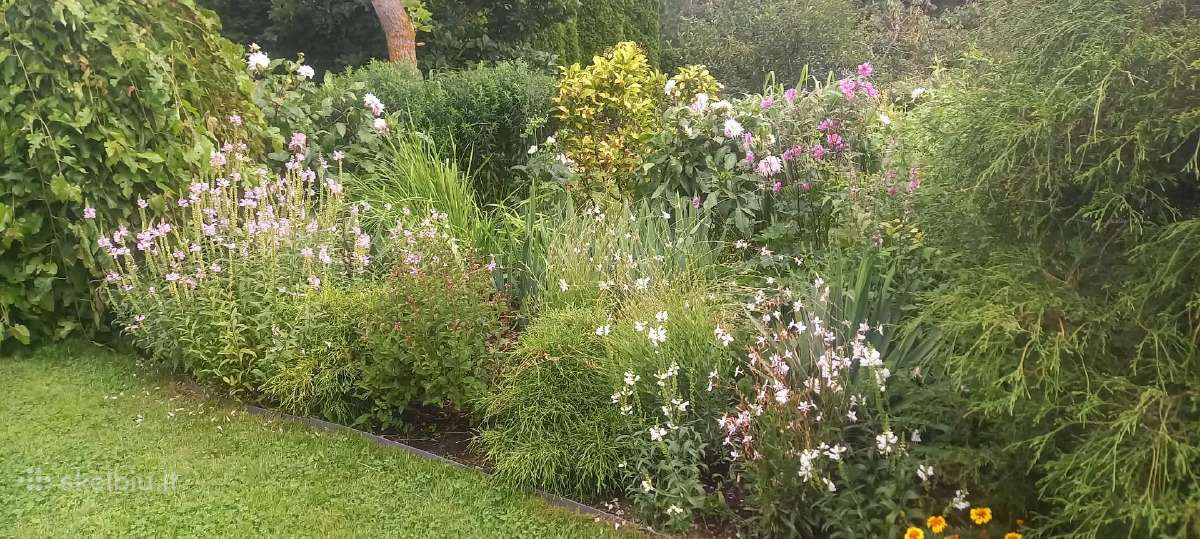 Daugiametės gėlės piliarožės, eleboras,rudbekija, - nuotraukos Nr. 2