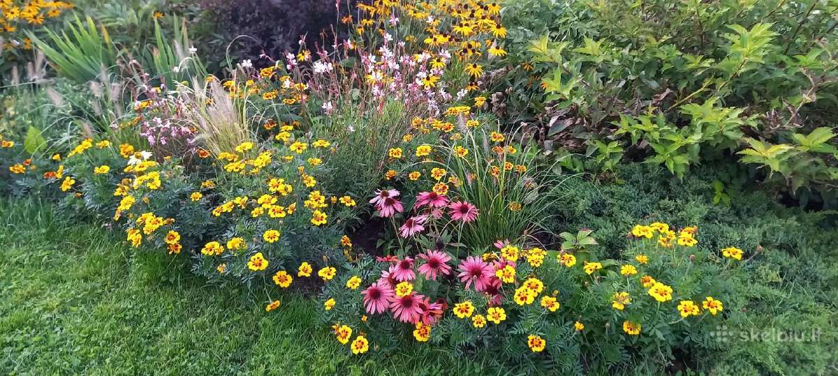 Daugiametės gėlės piliarožės, eleboras,rudbekija, - nuotraukos Nr. 13