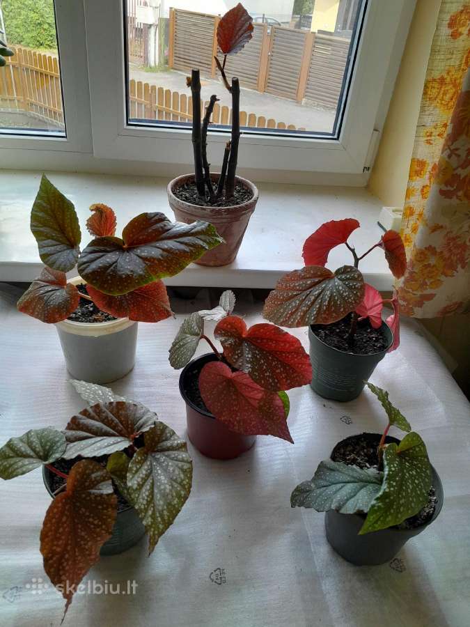 Įvairios kambarinės gėlės - nuotraukos Nr. 2
