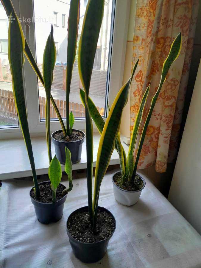 Įvairios kambarinės gėlės - nuotraukos Nr. 4