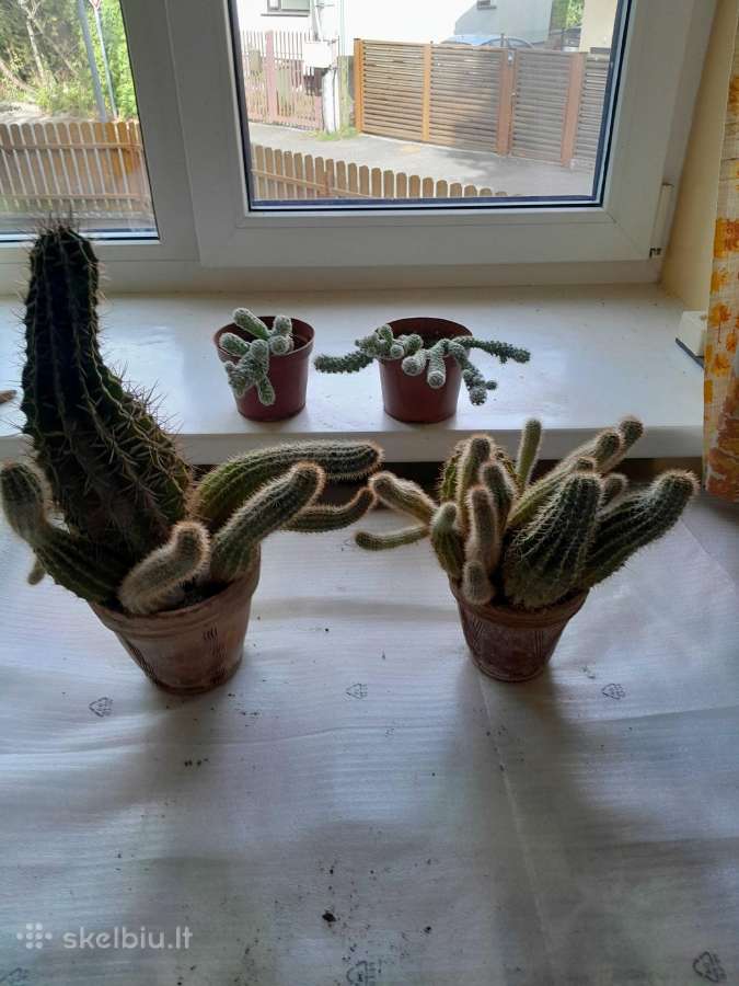 Įvairios kambarinės gėlės - nuotraukos Nr. 7
