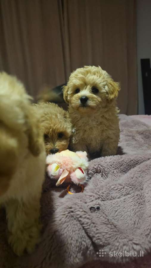 Maltipoo - nuotraukos Nr. 2