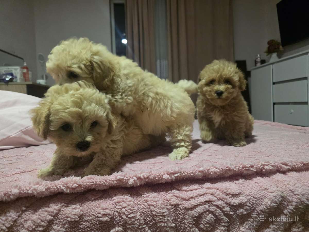 Maltipoo - nuotraukos Nr. 3