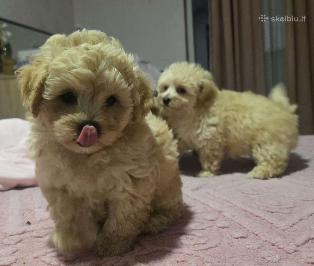 Maltipoo - nuotraukos Nr. 4