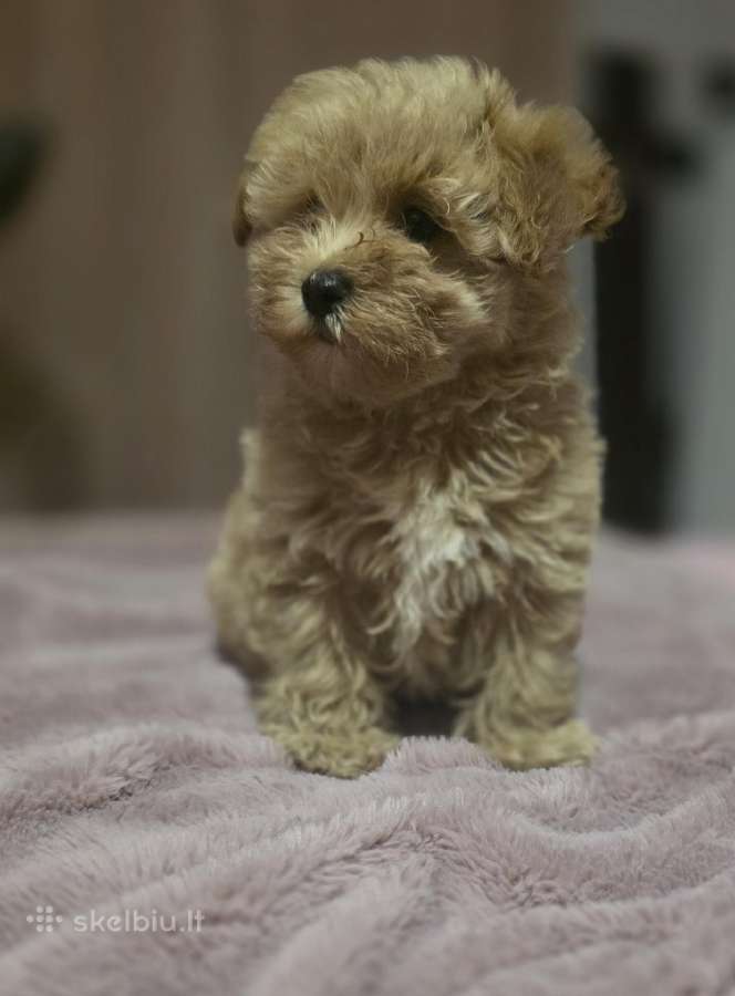 Maltipoo - nuotraukos Nr. 5