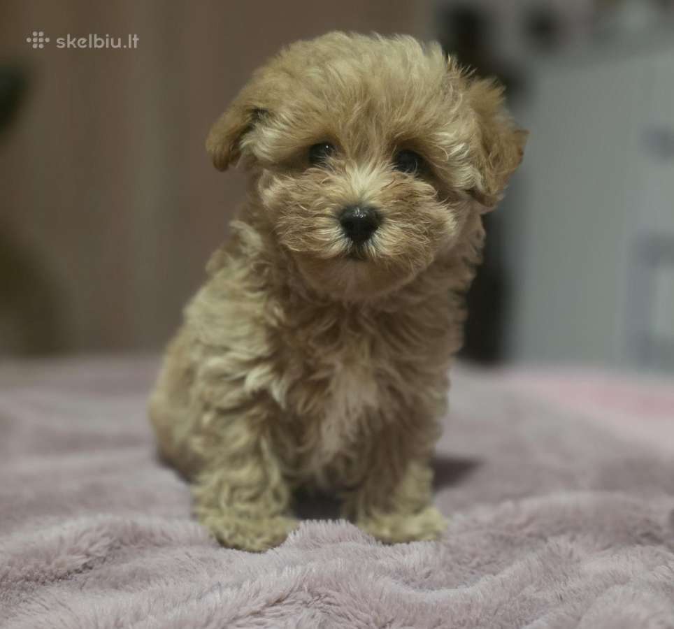 Maltipoo - nuotraukos Nr. 6