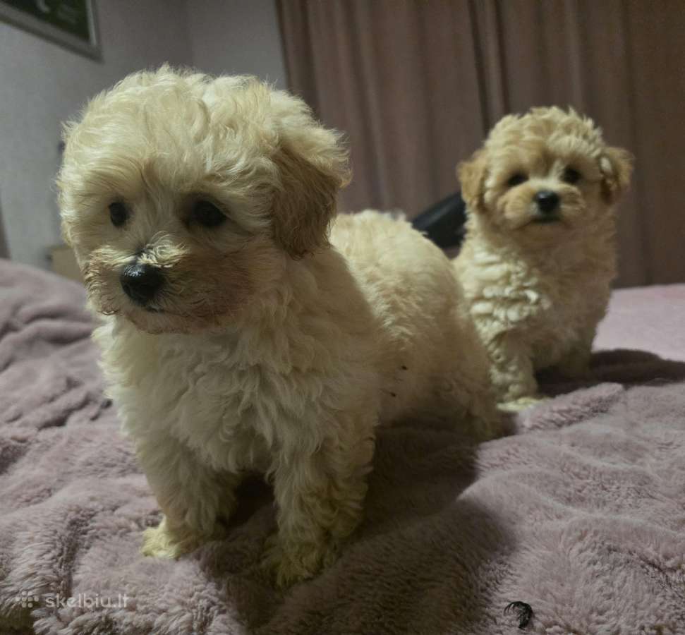 Maltipoo - nuotraukos Nr. 7