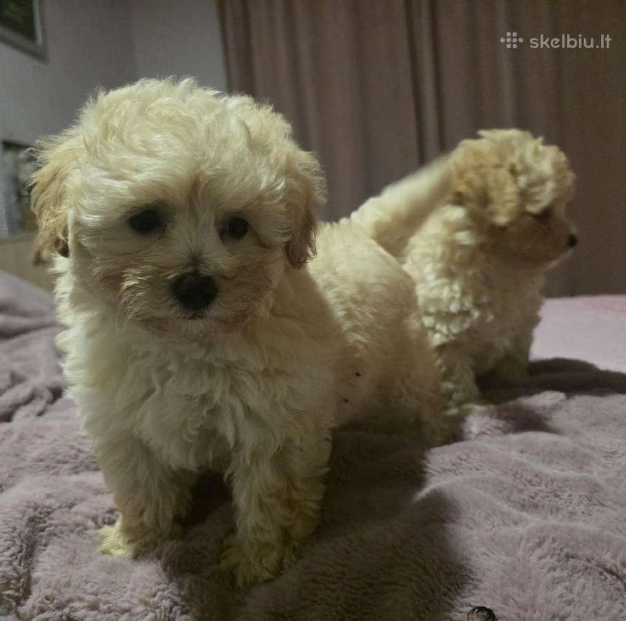 Maltipoo - nuotraukos Nr. 8