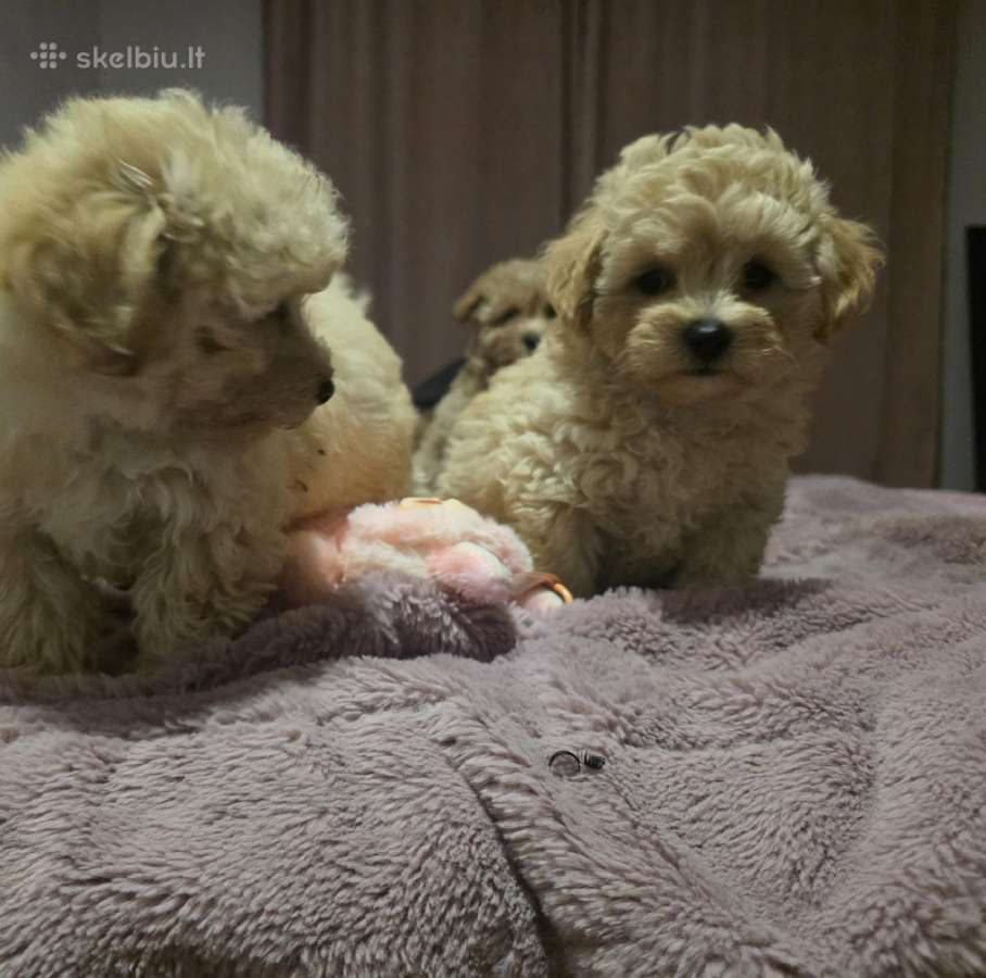 Maltipoo - nuotraukos Nr. 9