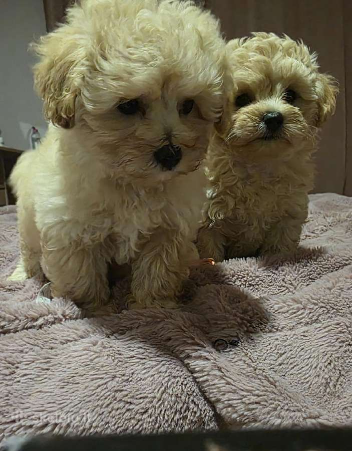 Maltipoo - nuotraukos Nr. 10