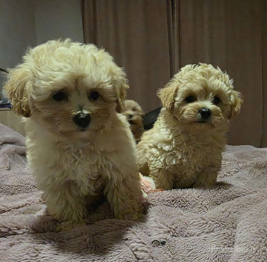 Maltipoo - nuotraukos Nr. 11