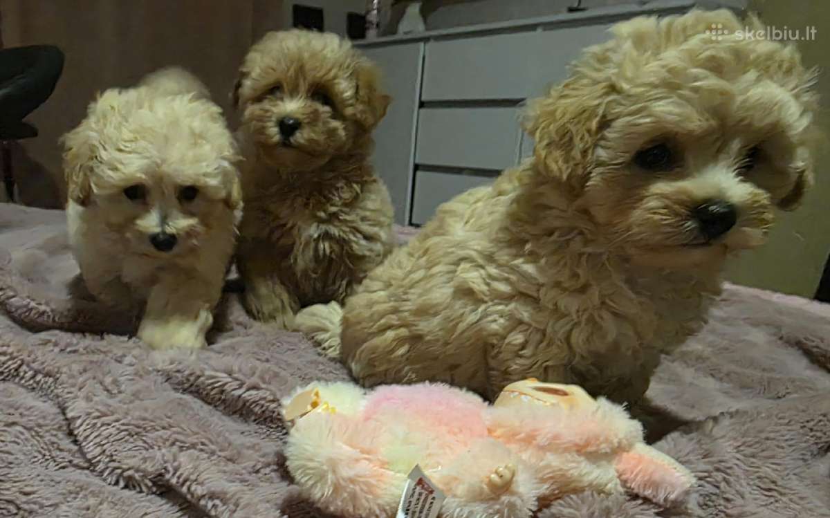 Maltipoo - nuotraukos Nr. 12