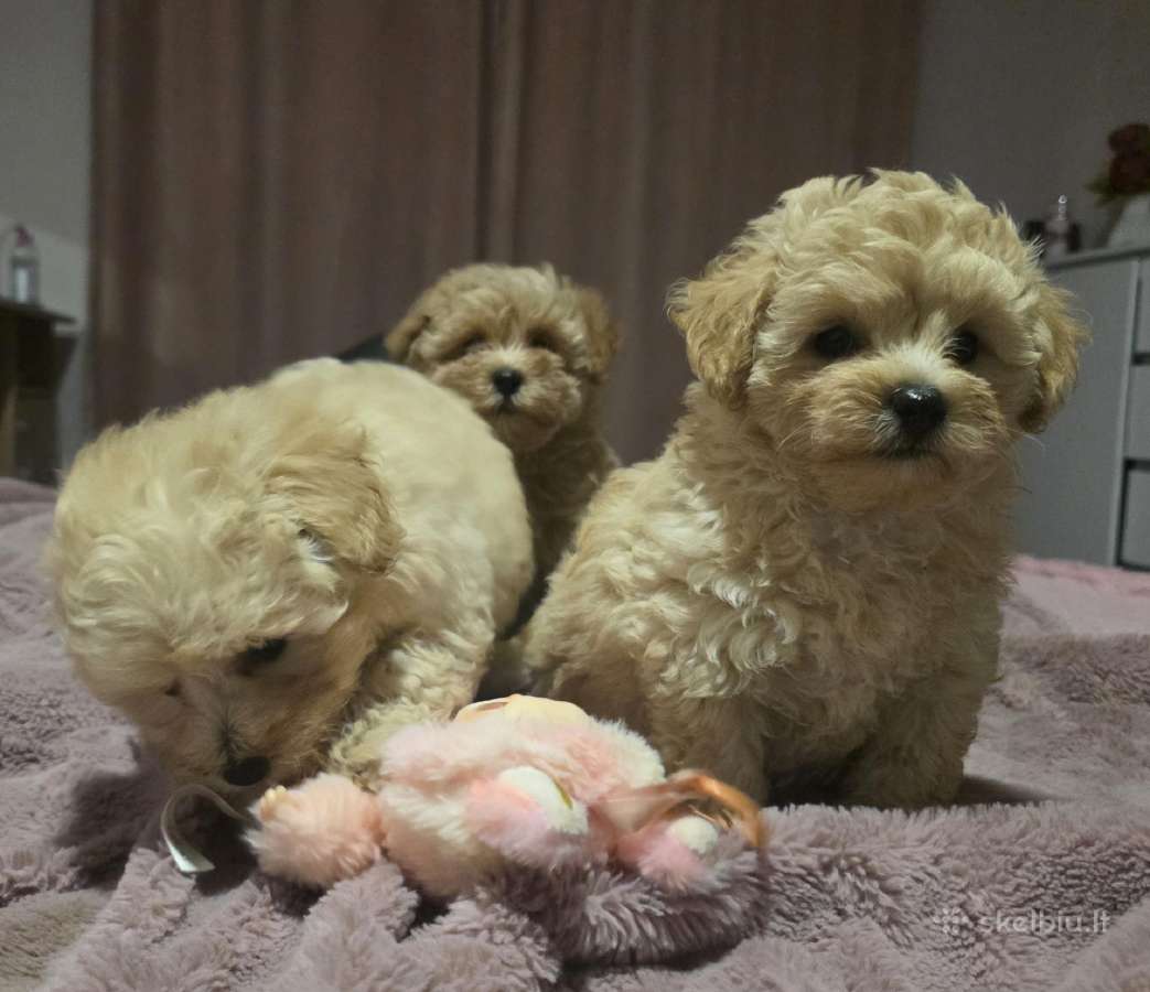 Maltipoo - nuotraukos Nr. 13
