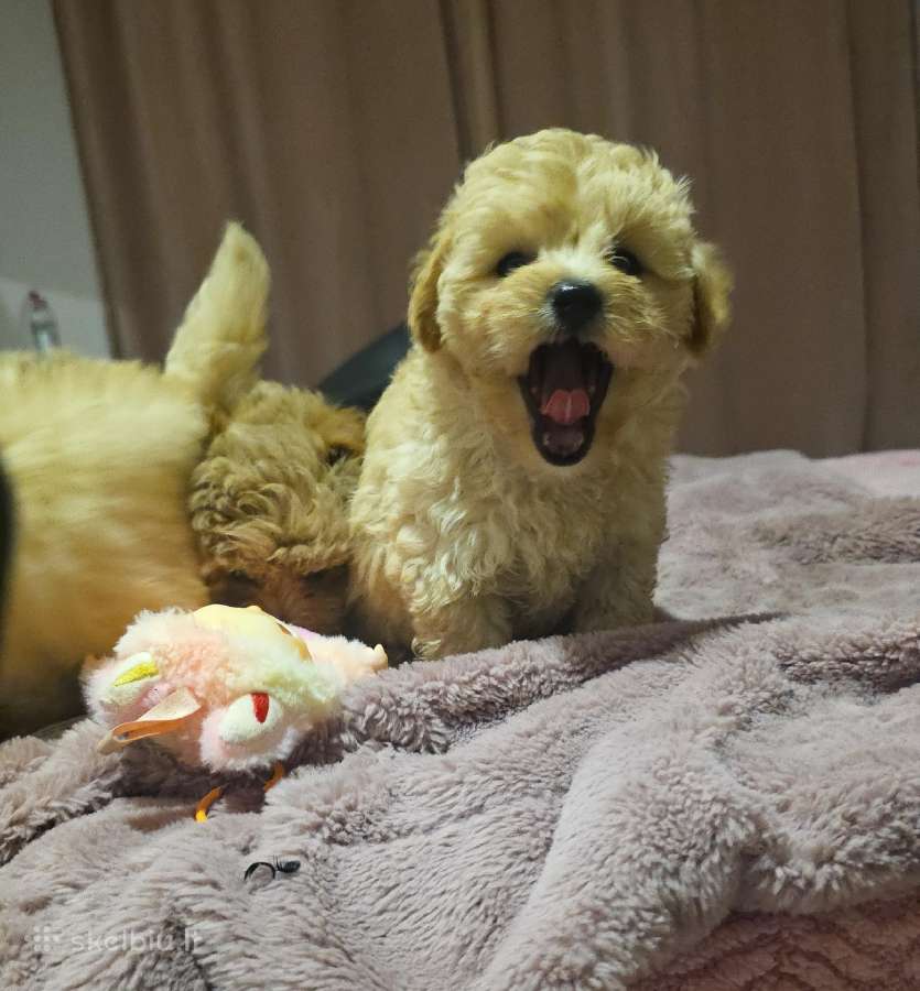 Maltipoo - nuotraukos Nr. 14