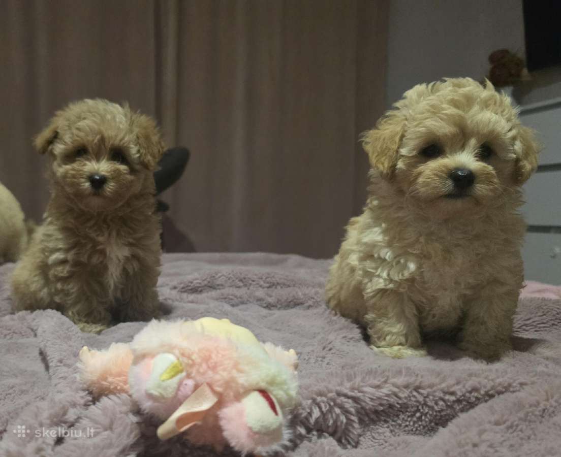 Maltipoo - nuotraukos Nr. 15