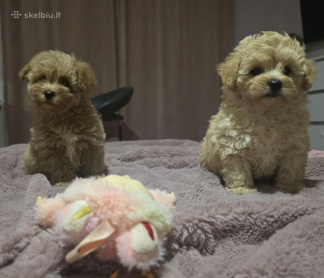 Maltipoo - nuotraukos Nr. 16
