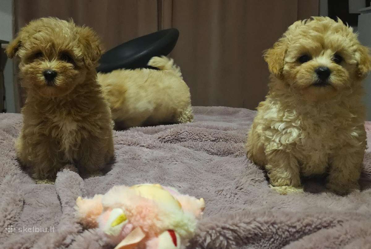 Maltipoo - nuotraukos Nr. 17