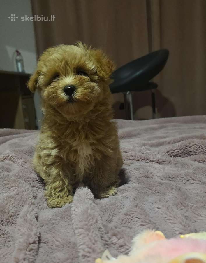 Maltipoo - nuotraukos Nr. 18